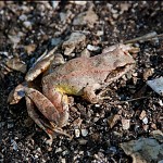 Les belles cuisses de grenouille! מחכה לנשיקה